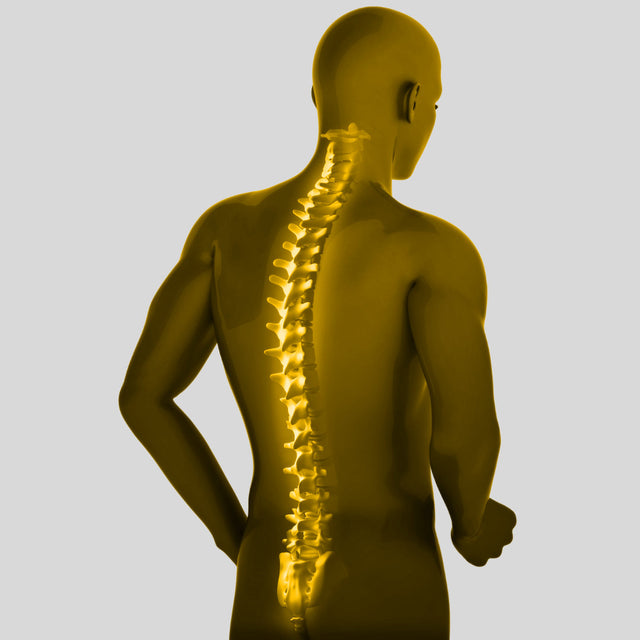 Spine of male from rear view